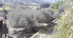 Casteldaccia: Terreno Contrada Corvo
