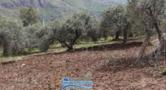 Casteldaccia : Terreno Contrada Valle Corvo (Mirio)
