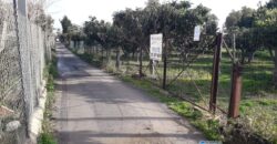 Trabia : Terreno Contrada Piani 2
