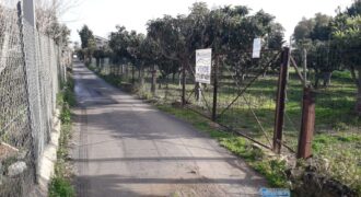 Trabia : Terreno Contrada Piani 2
