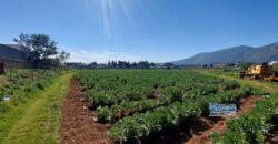 Palermo : Terreno Via Partanna Mondello