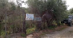 Casteldaccia : Terreno Contrada Ciandro